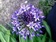 Scilla peruviana Blue